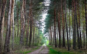 Превью обои лес, природа, дорога, пейзаж