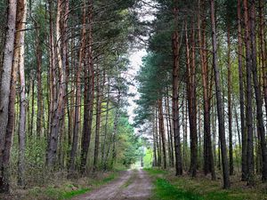 Превью обои лес, природа, дорога, пейзаж