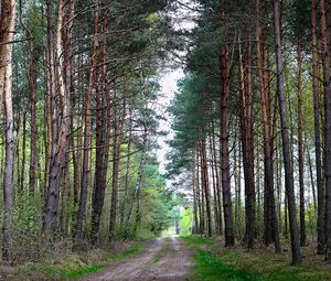 Превью обои лес, природа, дорога, пейзаж