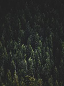 Превью обои лес, природа, пейзаж, деревья, темный