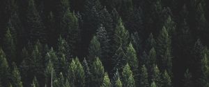 Превью обои лес, природа, пейзаж, деревья, темный