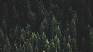 Превью обои лес, природа, пейзаж, деревья, темный