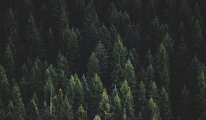 Превью обои лес, природа, пейзаж, деревья, темный