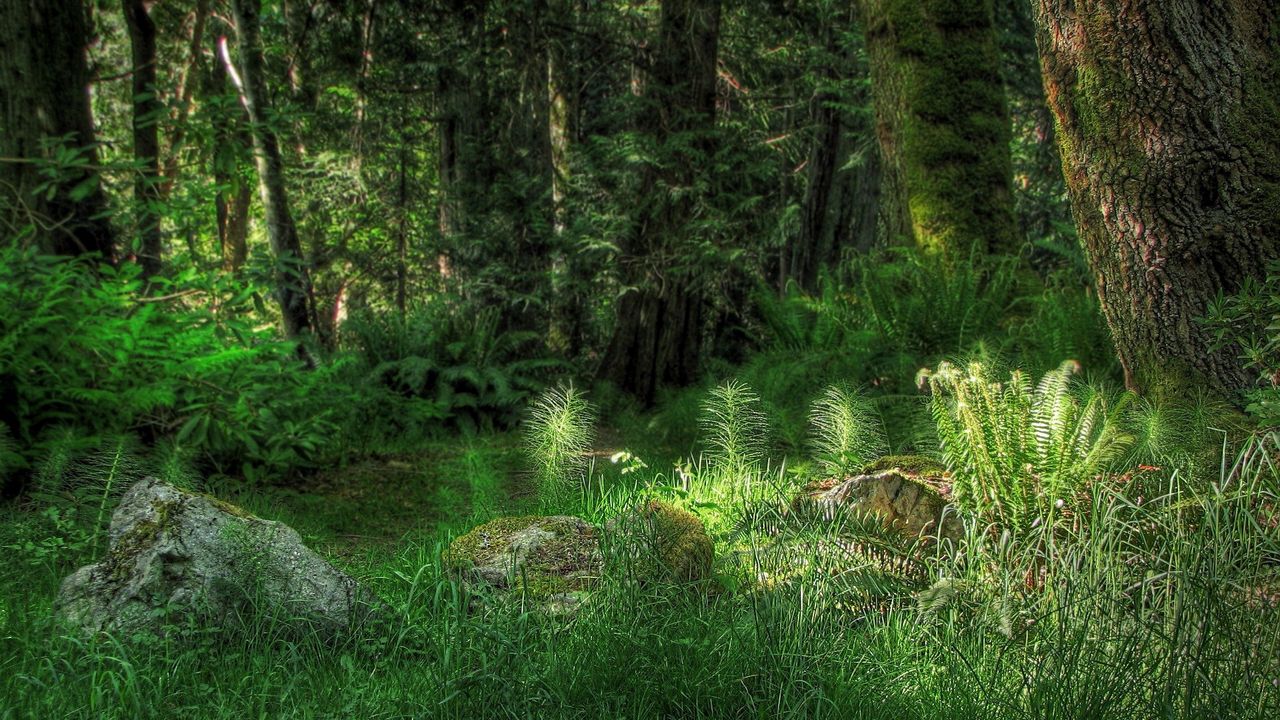 Обои лес, растительность, свет, папоротник, трава, камень