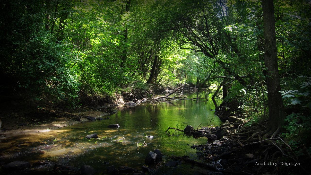 Обои лес, река, камни, anatoliy negelya, заросли