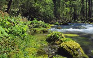 Превью обои лес, река, пейзаж