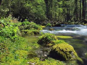 Превью обои лес, река, пейзаж