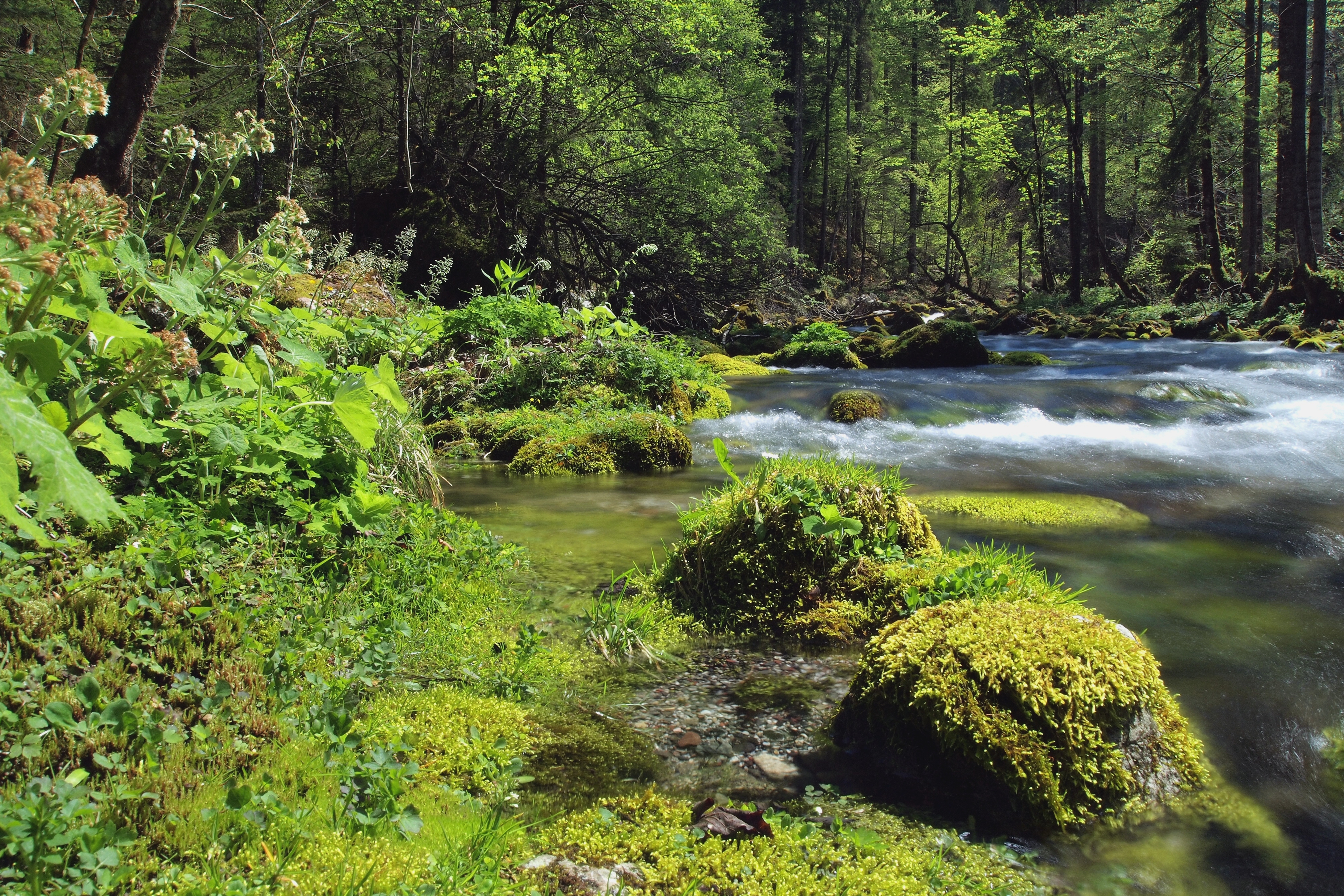 Текст по берегам лесных малых рек. Берген лес ручей. Природа река. Лесная река. Речка в лесу.