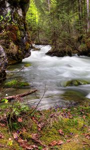 Превью обои лес, река, течение, природа