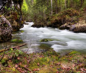 Превью обои лес, река, течение, природа