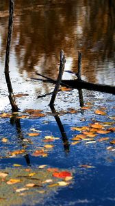 Превью обои лес, река, ветки, листья, отражение, осень