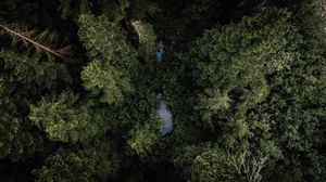 Превью обои лес, река, вид сверху, деревья, верхушки