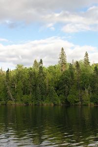 Превью обои лес, река, вода, берег, зелень, лето, небо