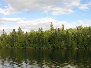 Превью обои лес, река, вода, берег, зелень, лето, небо