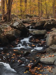 Превью обои лес, ручей, камни, осень, природа