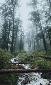 Превью обои лес, ручей, туман, деревья, пейзаж