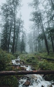 Превью обои лес, ручей, туман, деревья, пейзаж