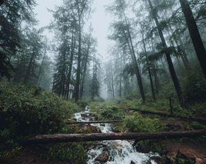 Превью обои лес, ручей, туман, деревья, пейзаж