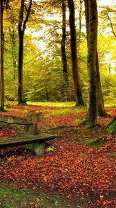 Превью обои лес, скамейка, деревья, листья, земля