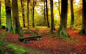Превью обои лес, скамейка, деревья, листья, земля