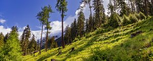 Превью обои лес, склон, трава, деревья, природа