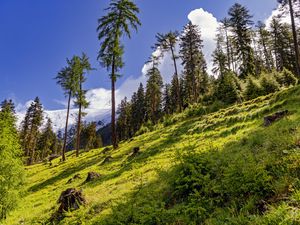 Превью обои лес, склон, трава, деревья, природа