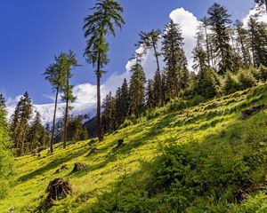 Превью обои лес, склон, трава, деревья, природа
