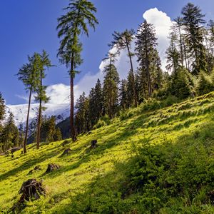 Превью обои лес, склон, трава, деревья, природа