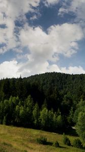 Превью обои лес, склон, трава, поле, деревья