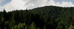 Превью обои лес, склон, трава, поле, деревья