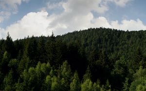 Превью обои лес, склон, трава, поле, деревья
