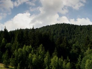 Превью обои лес, склон, трава, поле, деревья