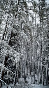 Превью обои лес, снег, деревья, заснеженный, зима