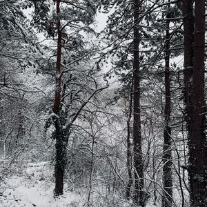 Превью обои лес, снег, деревья, зима