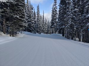 Превью обои лес, снег, деревья, сосны, зима, природа