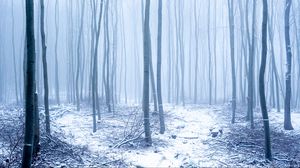 Превью обои лес, снег, деревья, стволы, зима, туман
