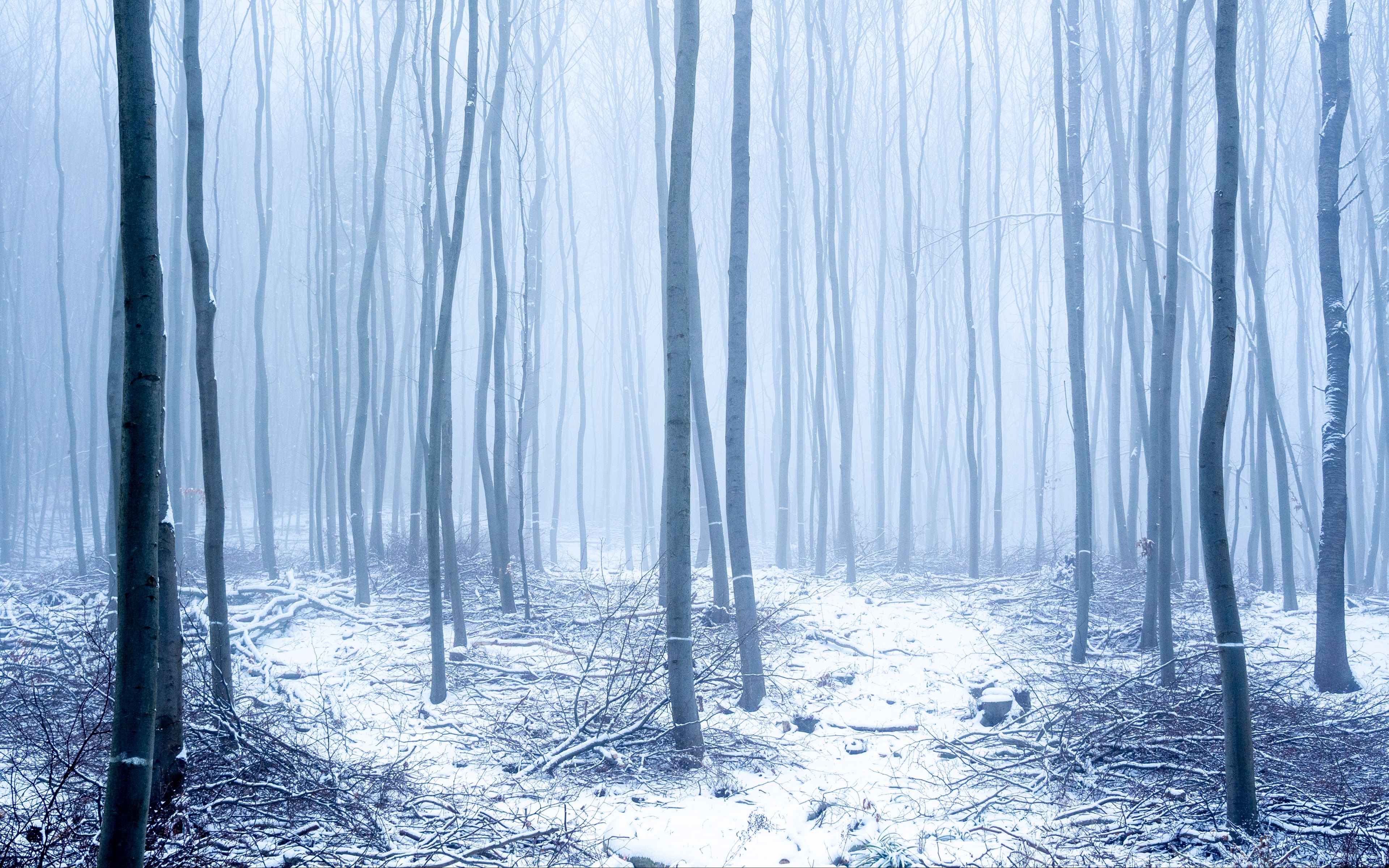 Холодный зимний лес