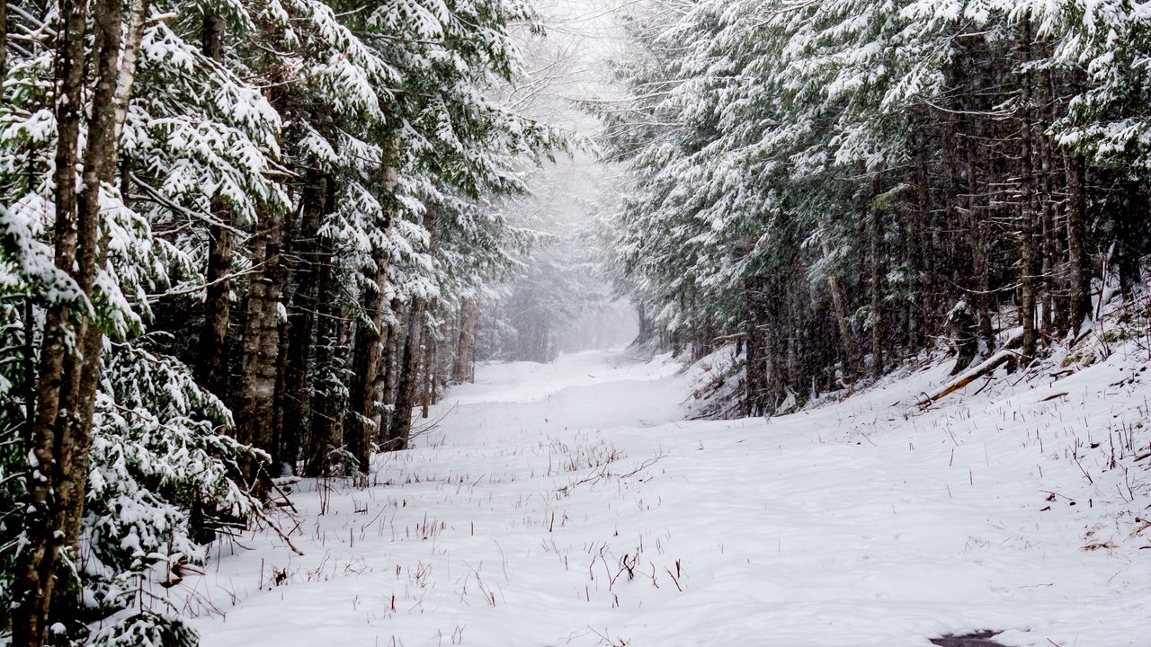 Обои лес, снег, дорога, деревья, зима