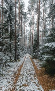 Превью обои лес, снег, дорожка, сосны, деревья