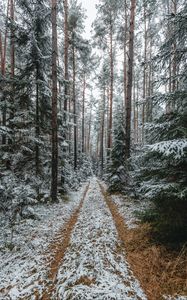 Превью обои лес, снег, дорожка, сосны, деревья