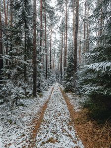 Превью обои лес, снег, дорожка, сосны, деревья