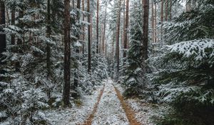 Превью обои лес, снег, дорожка, сосны, деревья