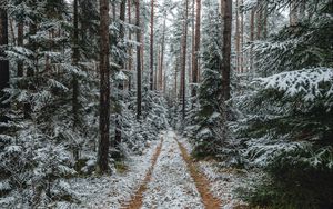 Превью обои лес, снег, дорожка, сосны, деревья