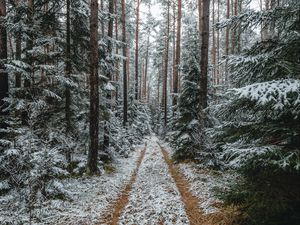 Превью обои лес, снег, дорожка, сосны, деревья