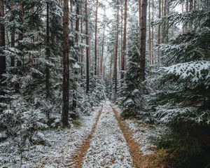 Превью обои лес, снег, дорожка, сосны, деревья