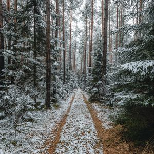 Превью обои лес, снег, дорожка, сосны, деревья