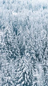 Превью обои лес, снег, елки, деревья, зима