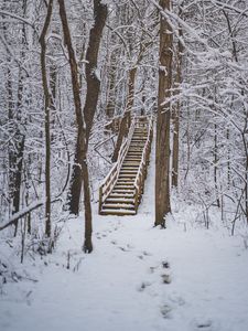 Превью обои лес, снег, лестница, деревья, природа