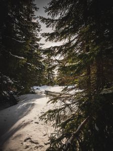 Превью обои лес, снег, солнечные лучи, ель