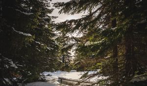 Превью обои лес, снег, солнечные лучи, ель
